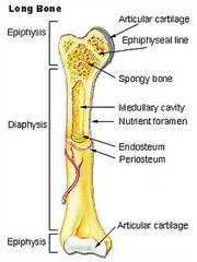 medullary canal