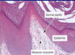 Meissner's Corpuscle