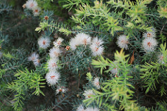 Melaleuca alternifolia