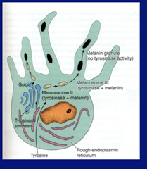 Melanin Production