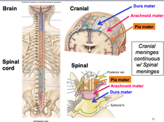 Meninges of Brain