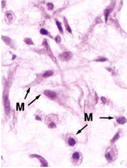 Mesenchymal cells