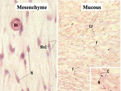 Mesenchyme and Mucous Embryonic Connective Tissue