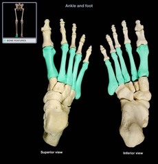 metatarsals