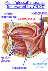 Most glossal muscles innervated by CN XII