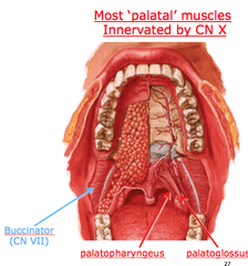 Most palatal muscles innervated by CN X