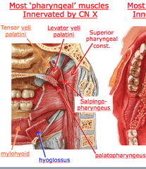 Most pharyngeal muscles innervated by CN X