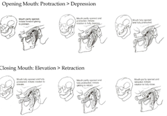 Movement of the TMJ