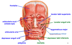 Muscles of Facial Expression