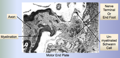 Myoneural Junction