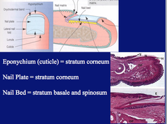 Nail Structure