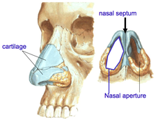 Nasal Skeleton