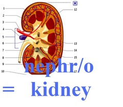 nephr/o