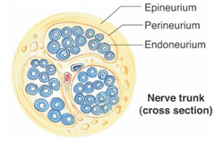 Nerve coatings