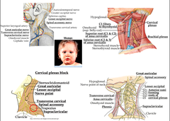 Nerves are the major component of the lateral cervical region