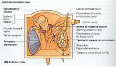 Nerves in Middle Ear