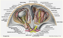 Nerves in the Orbital Cavity