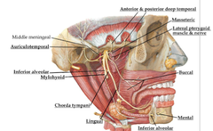 Nerves of Infratemporal Fossa