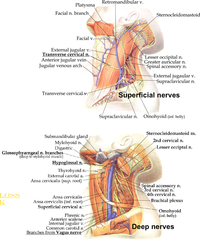 Nerves of the anterior cervical region