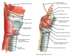 Nerves of the Larynx