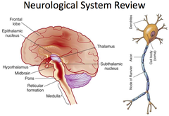 neurological system