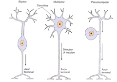 Neuron Morphological Types