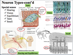 Neuron Types