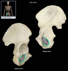 obturator foramen