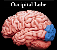 Occipital Lobe