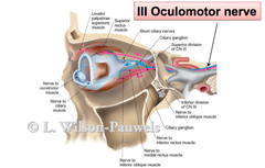 Oculomotor Nerve (CN III)