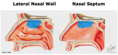 Olfactory Epithelium