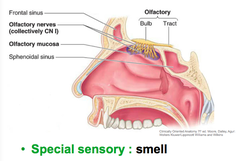 Olfactory Nerve (CN I)