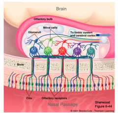 Olfactory receptor cells