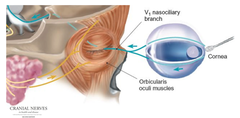 Ophthalmic Nerve Blink Reflex