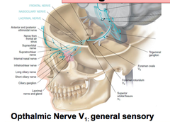 Ophthalmic Nerve (V1)