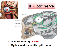 Optic Nerve (CN II)