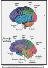 Organization of Cerebral Cortex