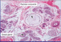 Pacinian Corpuscle