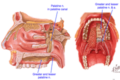 Palatine Nerves