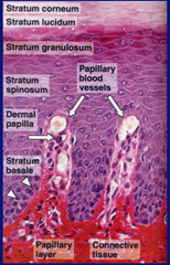 Papillary Layer of Dermis