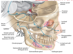 Parasympathetics of Facial Nerve