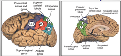 Parietal Lobe Subdivisions - Somatosensory Cortex