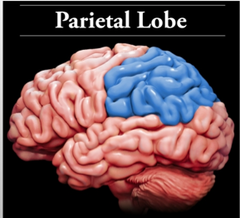 Parietal Lobe