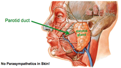 Parotid Gland