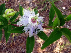 Passiflora incarnata: Common name and plant description