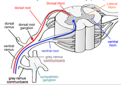 Pathway of Somatic Sensory