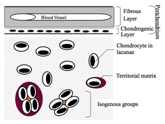 Perichondrium