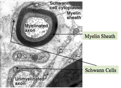 Peripheral Glial Cells