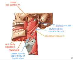 Pharyngeal Arch 3