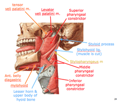 Pharyngeal Arches 4 & 6